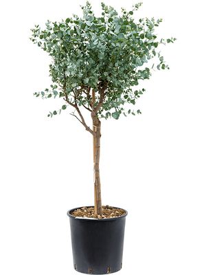 Eucalyptus gunnii, Stamm, im 30cm Topf, Hhe 110cm, Breite 45cm