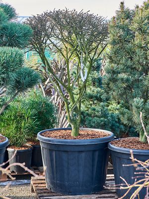 Euonymus alatus, Verzweigt, im 75cm Topf, Hhe 170cm, Breite 110cm