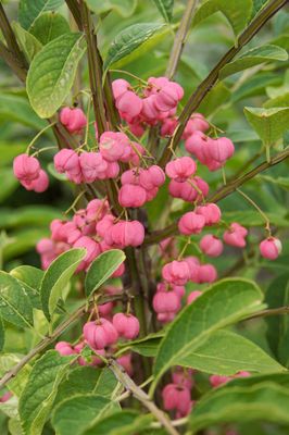 Euonymus europaeus, Pfaffenhtchen, Hinrichs, XXL Pflanzen