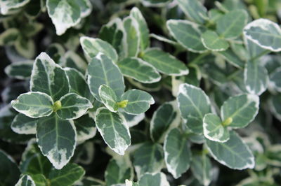 Kriechspindel (Euonymus fortunei) &#8211; Alle Informationen zu Pflanzung, Pflege, Schnitt und Verwendung als Bodendecker