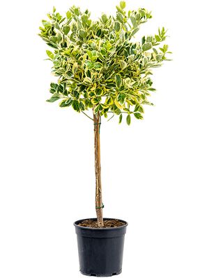 Euonymus jap. 'Albomarginatus', Stamm, im 21cm Topf, Hhe 90cm, Breite 40cm