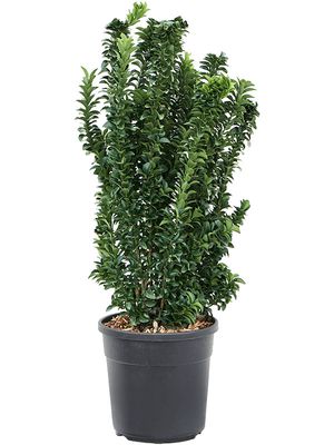 Euonymus jap. 'Benkomasaki', Busch, im 24cm Topf, Hhe 75cm, Breite 30cm