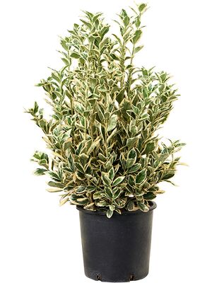 Euonymus jap. 'Bravo', Busch, im 24cm Topf, Hhe 85cm, Breite 40cm