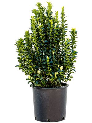 Euonymus jap. 'Paloma Blanca', Busch, im 24cm Topf, Hhe 75cm, Breite 30cm