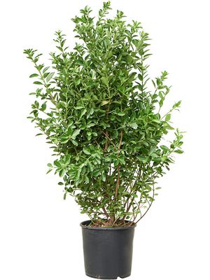 Euonymus japonicus, Busch, im 30cm Topf, Hhe 140cm, Breite 65cm