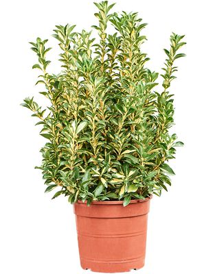 Euonymus japonicus 'Luna Gold', Busch, im 24cm Topf, Hhe 70cm, Breite 35cm