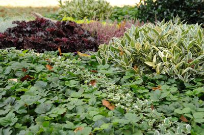 Japanischer Spindelstrauch, Euonymus japonicus - Alle Informationen zu Pflanzung, Pflege, Schnitt und Verwendung