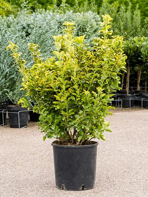 Euonymus pulchellus 'Aurea', Busch, im 30cm Topf, Hhe 120cm, Breite 60cm