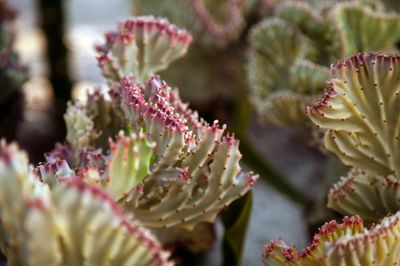 Wissenswertes über die Euphorbia lactea &#8222;Cristata&#8220;