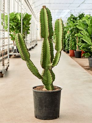 Euphorbia abyssinica, im 26cm Topf, Hhe 120cm, Breite 15cm