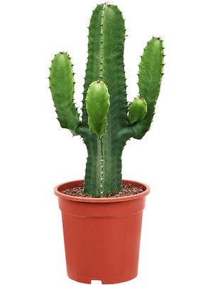 Euphorbia acrurensis (60-80), Verzweigt, im 21cm Topf, Hhe 70cm, Breite 25cm