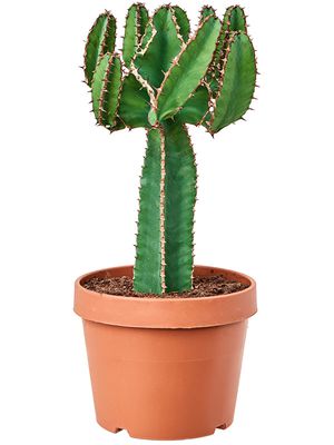 Euphorbia avasmontana, Verzweigt, im 24cm Topf, Hhe 65cm, Breite 35cm