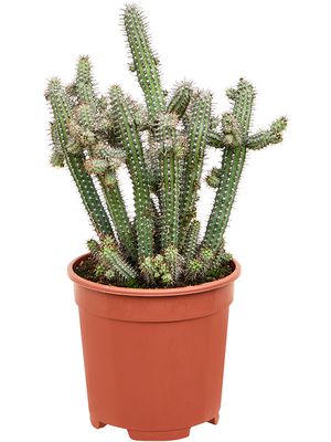 Euphorbia baioensis, Verzweigt, im 17cm Topf, Hhe 45cm, Breite 30cm