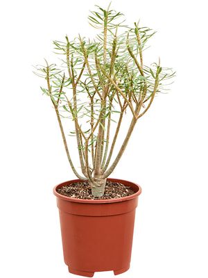 Euphorbia balsamifera, Verzweigt, im 17cm Topf, Hhe 40cm, Breite 25cm