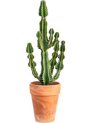 Euphorbia cooperi 'Blue', Verzweigt, im 30cm Topf, Hhe 120cm, Breite 40cm