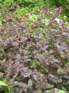 Euphorbia dulcis 'Chamaeleon'