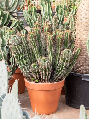 Euphorbia enopla, Verzweigt, im 35cm Topf, Hhe 80cm, Breite 60cm