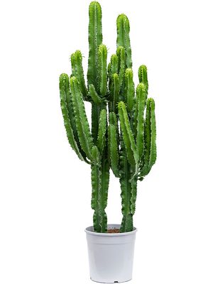 Euphorbia erytrea 2pp, Verzweigt, im 27cm Topf, Höhe 140cm, Breite 40cm