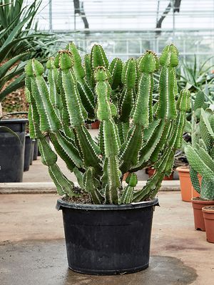 Euphorbia fortissima, Verzweigt, im 30cm Topf, Hhe 120cm, Breite 45cm