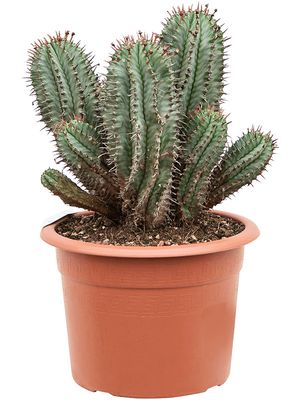 Euphorbia horrida, im 25cm Topf, Hhe 50cm, Breite 25cm