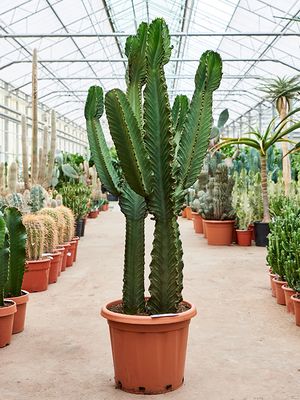 Euphorbia ingens 2pp, Verzweigt, im 40cm Topf, Hhe 165cm, Breite 70cm