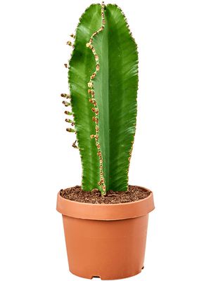 Euphorbia ingens 'Curly', Stamm, im 24cm Topf, Hhe 70cm, Breite 25cm
