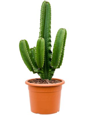 Euphorbia ingens, Verzweigt, im 27cm Topf, Hhe 80cm, Breite 35cm