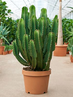 Euphorbia ingens, Verzweigt, im 35cm Topf, Höhe 120cm, Breite 45cm