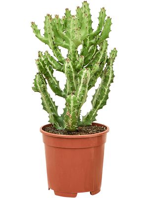 Euphorbia lactea 'Compacta', Verzweigt, im 17cm Topf, Hhe 50cm, Breite 40cm