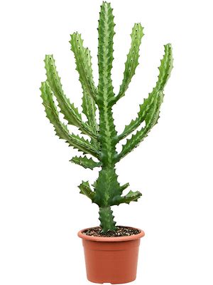 Euphorbia lactea, Verzweigt, im 22cm Topf, Hhe 90cm, Breite 350cm