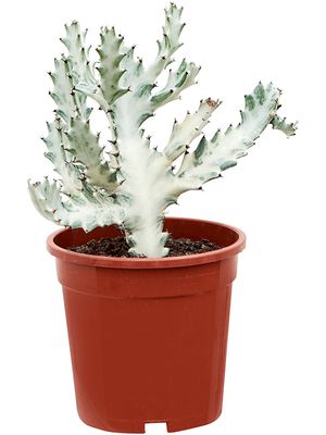 Euphorbia lactea 'White Ghost', Verzweigt, im 17cm Topf, Hhe 40cm, Breite 20cm