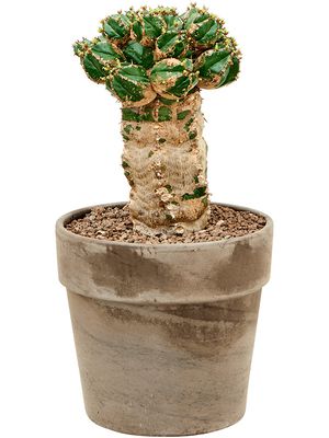 Euphorbia makallensis, Verzweigt, Hhe 45cm, Breite 25cm