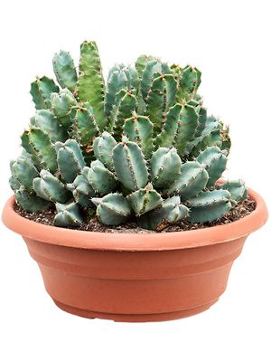 Euphorbia resinifera (30-40), Busch, im 30cm Topf, Hhe 35cm, Breite 30cm