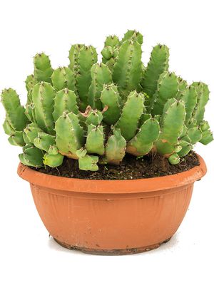 Euphorbia resinifera, Busch, im 25cm Topf, Hhe 35cm, Breite 30cm