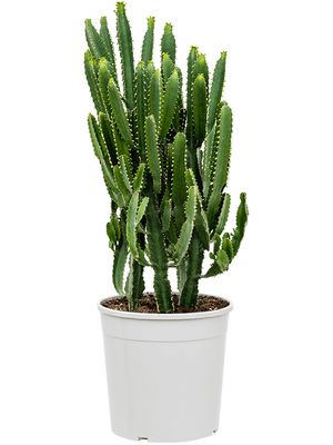 Euphorbia triangularis, Verzweigt, im 27cm Topf, Hhe 100cm, Breite 45cm