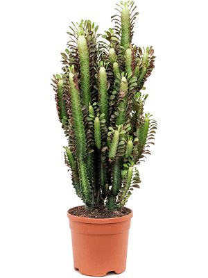 Euphorbia trigona 'Rubra', Verzweigt, im 20cm Topf, Höhe 55cm, Breite 30cm