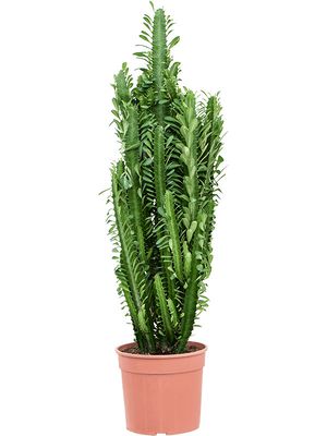 Euphorbia trigona, Verzweigt, im 24cm Topf, Hhe 110cm, Breite 45cm