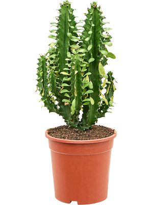 Euphorbia undulatifolia (55-65cm), Verzweigt, im 21cm Topf, Hhe 60cm, Breite 25cm