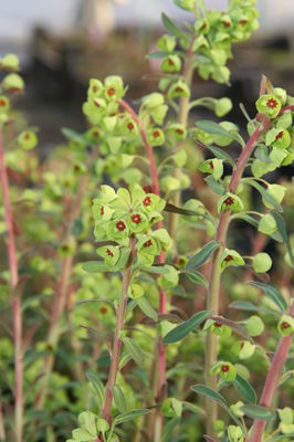 Euphorbia x martinii