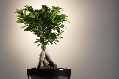 Ficus Ginseng als Bonsai &#8211; Pflege, Schneiden & Gieen