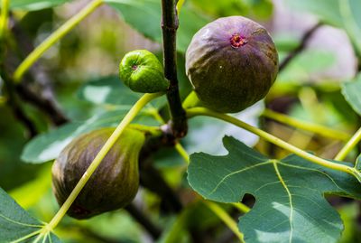 So einfach knnen Sie Ihren Feigenbaum vermehren