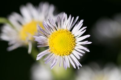 Feinstrahl (Erigeron karvinskianus) – Pflege der Stauden-Pflanzen