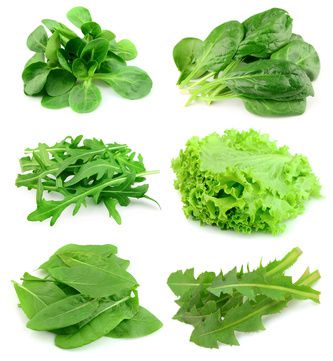 Wintergemüse Feldsalat: Feldsalat Sorten