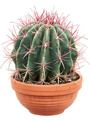 Ferocactus covillei, Kugel, im 17cm Topf, Hhe 21cm, Breite 18cm