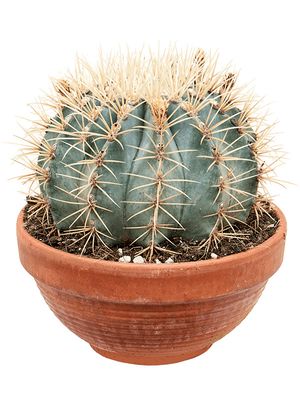 Ferocactus glaucescens, Kugel, im 21cm Topf, Hhe 20cm, Breite 23cm