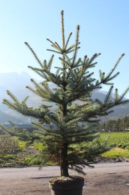 Picea pungens 'Edith'