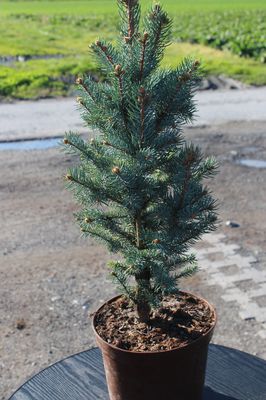 Picea pungens 'Iseli Fastigiata'