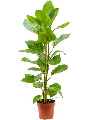 Ficus altissima 'Yellow Gem', Tuff, im 21cm Topf, Höhe 95cm, Breite 45cm