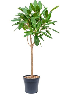 Ficus america 'Tresor', Stamm, im 30cm Topf, Höhe 150cm, Breite 80cm