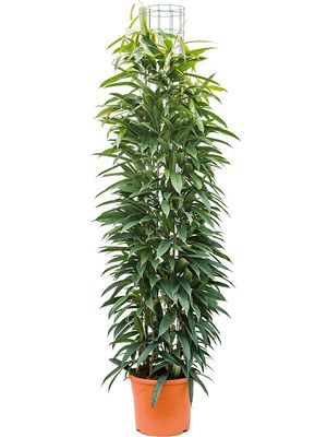 Ficus amstel king, Säule 180, im 31cm Topf, Höhe 160cm, Breite 60cm